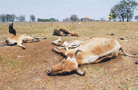 Productores Siguen Siendo Afectados Con La Mortalidad De Su Ganado