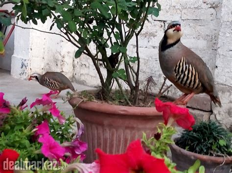 Chakor Breeder Pair - 173922 - Birds in Islamabad - DealMarkaz.pk