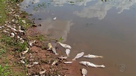 Prefeitura retira uma tonelada de peixes mortos do Rio Tietê em Sabino