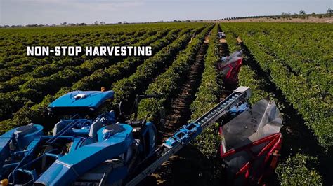 Modern Grape Harvesting Amazing Totals Youtube