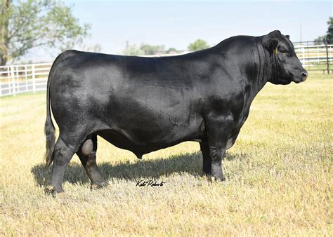 Angus Embryos For Sale Sb10 1932 Sire Buyer