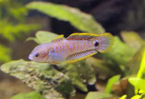 Tateurndina ocellicauda (Peacock Goby) — Seriously Fish