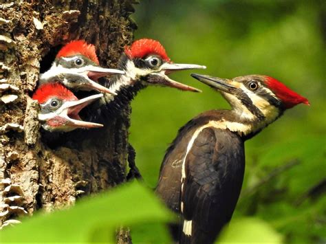 11 Types of Woodpeckers Birders Should Know - Birds and Blooms