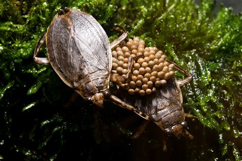 Giant Water bug - Cincinnati Zoo & Botanical Garden