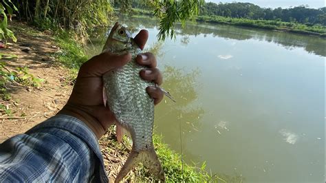 Mancing Wader Dengan Teknik Ombyok Dan Seretan Di Sungai Progo Youtube