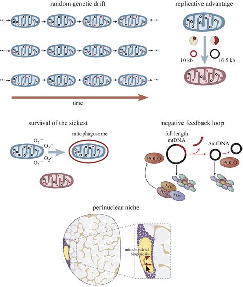 The Rise And Rise Of Mitochondrial DNA Mutations Open Biology