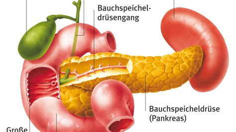 Pankreas Aus Dem Gesundheitslexikon Gesundheit Medizin Und