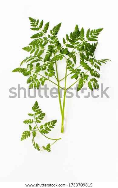 Poison Hemlock Spreading Fast Organic Land Stock Photo