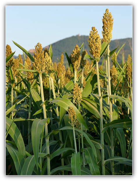 Champ De Sorgho Au Soleil Levant Sorgo Commun Sorghum Bic Flickr