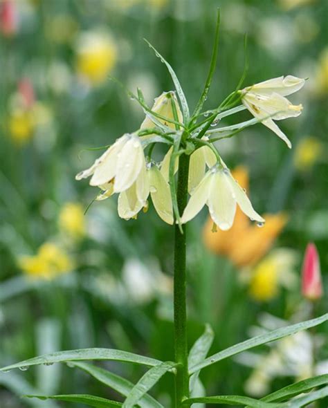 Fritillaria Raddeana Bulb Peter Nyssen Buy Flower Bulbs And Plants