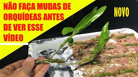 Como Fazer Mudas De Orqu Deas Youtube