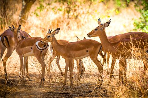 Days Fly In Safari Zanzibar To Serengeti National Park Afrimine Tours