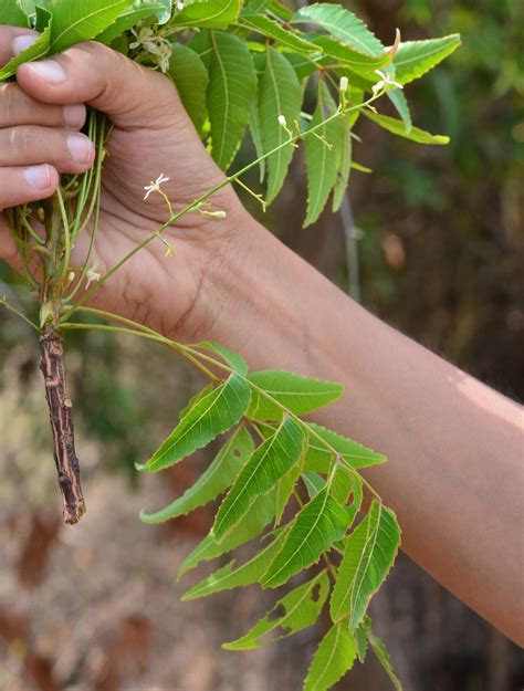 Azadirachta Indica EFlora Of India