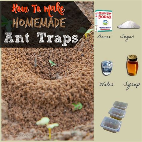 How To Make Homemade Ant Traps