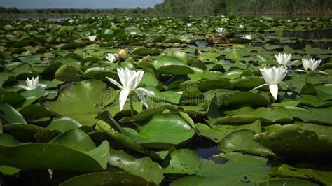 Beautiful White Water Lily Nymphaea Alba Flowers On The Water Surface