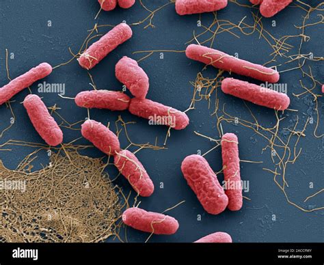 Escherichia Coli Bacteria Coloured Scanning Electron Micrograph Sem E Coli Bacteria Are A