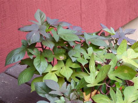 Winterizing A Sweet Potato Vine Overwintering Ornamental Sweet Potatoes Sweet Potato Plant