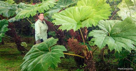 Gunnera Plant Care: All About Growing Giant Leaf Plant