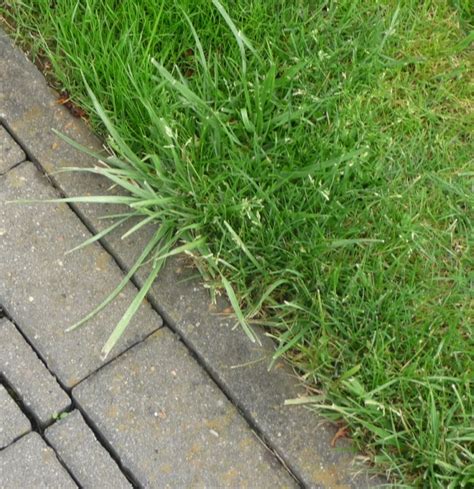 Hilfe Wie heißt dieses Rasen unkraut Pilze im Rasen Hausgarten net