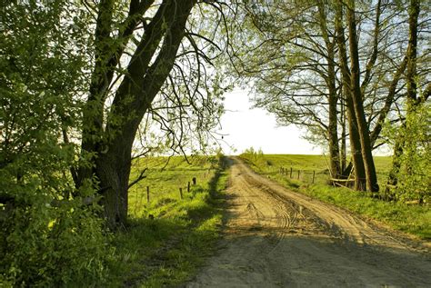 Free Images Tree Nature Forest Grass Trail Meadow Sunlight