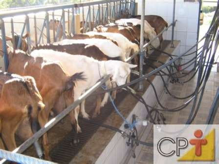 Cabras leiteiras ordenha Dicas Cursos CPT Cursos a Distância CPT