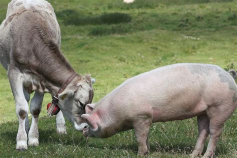 Cara Membedakan Daging Sapi Dan Daging Babi