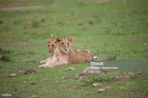 Lions And Cubs In Africa Stock Photo - Download Image Now - Animal ...