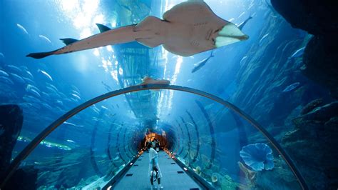 dubai international airport  installing face scanning aquariums