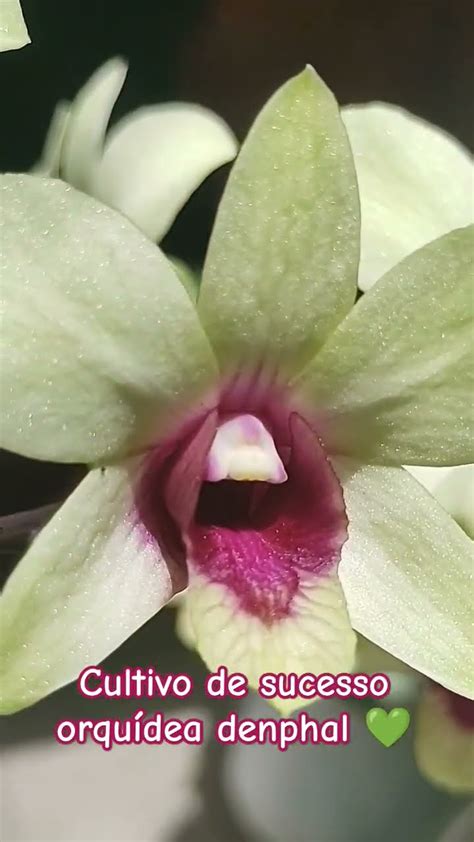 orquídea denphal cultivo de sucesso YouTube