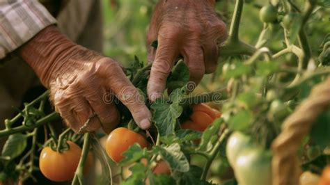 A Closeup of a Farmers Calloused Hands Skillfully Pruning Tomato Plants ...