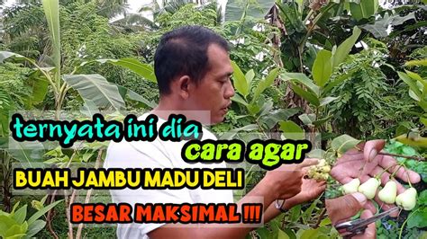 TRIK MEMBUAT JAMBU AIR MADU DELI HIJAU BERBUAH SUPER JUMBO GAESSSSSSS