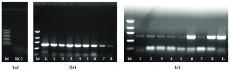 Example Comparison Of The Pcr Product 290 Bp Of The L Rhamnosus