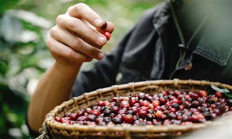 A Complete Guide To Coffee Harvests