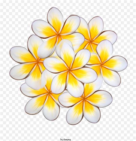 Plumeria Fleurs Jaune Blanc PNG Plumeria Fleurs Jaune Blanc