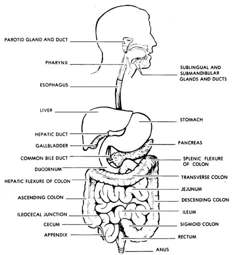 Label The Digestive System Worksheet