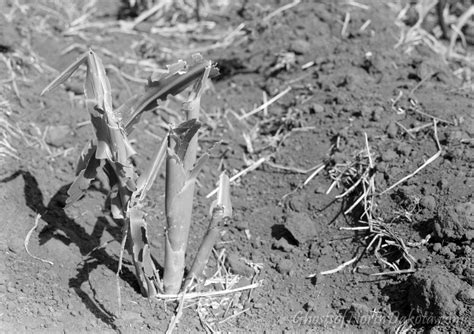 The Grasshopper Plague Ghosts Of North Dakota