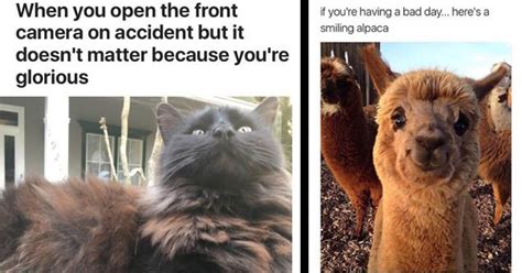 10 memes all about our furry friends – Artofit