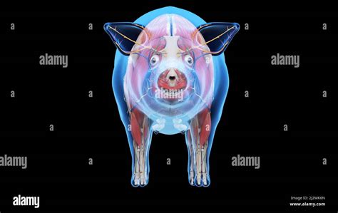 Pig anatomy, illustration Stock Photo - Alamy