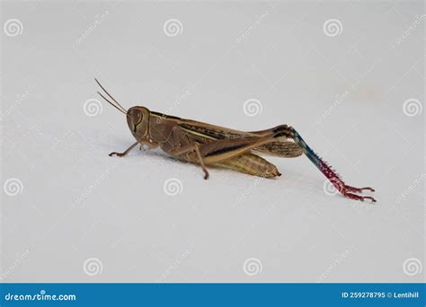 White Banded Grasshopper Close Up. Grasshopper Species of Grasshopper ...