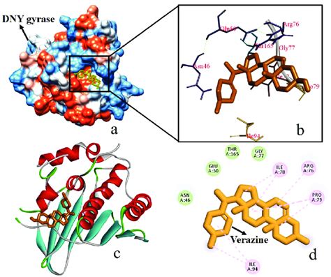 Molecular Docking Interactions A D Surface Structure Of Dna Gyrase