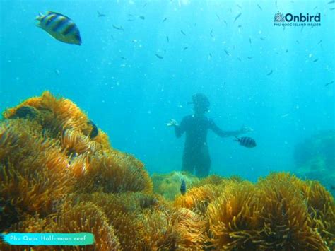 Private Snorkeling Trip To Half Moon Reef Coral Mountain In Phu Quoc