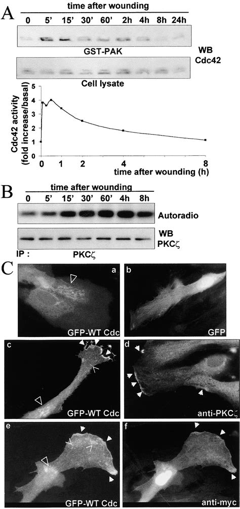 Integrin Mediated Activation Of Cdc42 Controls Cell Polarity In Migrating Astrocytes Through