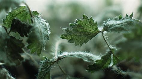 緑の葉の植物、 緑、 霜、 植物、 自然、 葉、 マクロ、 被写界深度、 イラクサ、 写真、 Hdデスクトップの壁紙