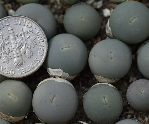 Plant Conophytum Vanzylii Etsy