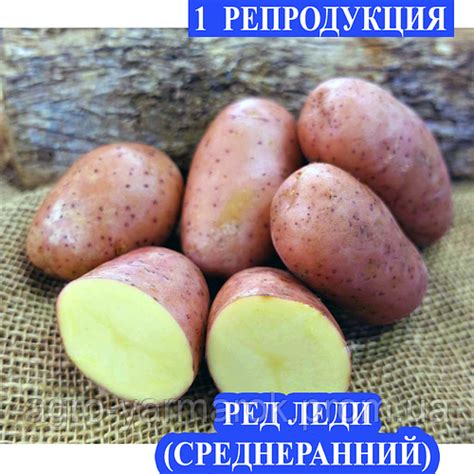 Семенной картофель Ранний посадочный картофель элита Семенная картошка ...