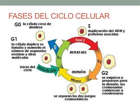 Fases Del Ciclo Celular Images