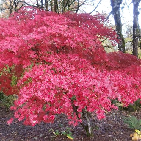 Acer Palmatum Fireglow Evergreen Nursery