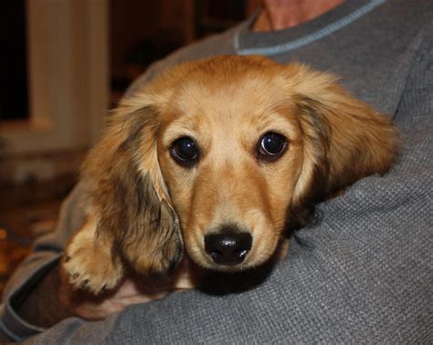 Chloe Longhaired Shaded Cream Miniature Dachshund