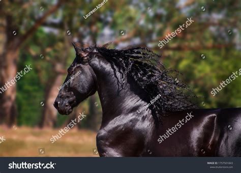 4,324 Friesian Stallion Stock Photos, Images & Photography | Shutterstock