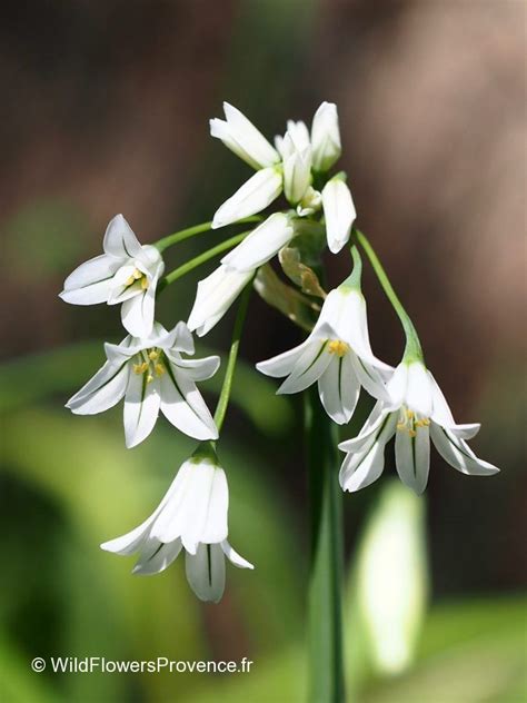 Allium triquetrum - wild in Provence